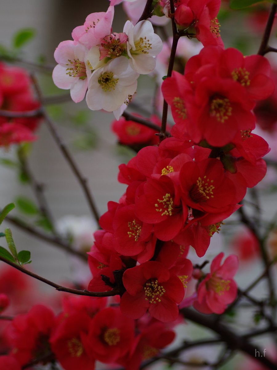 Hiroshi Furukawa tweet media