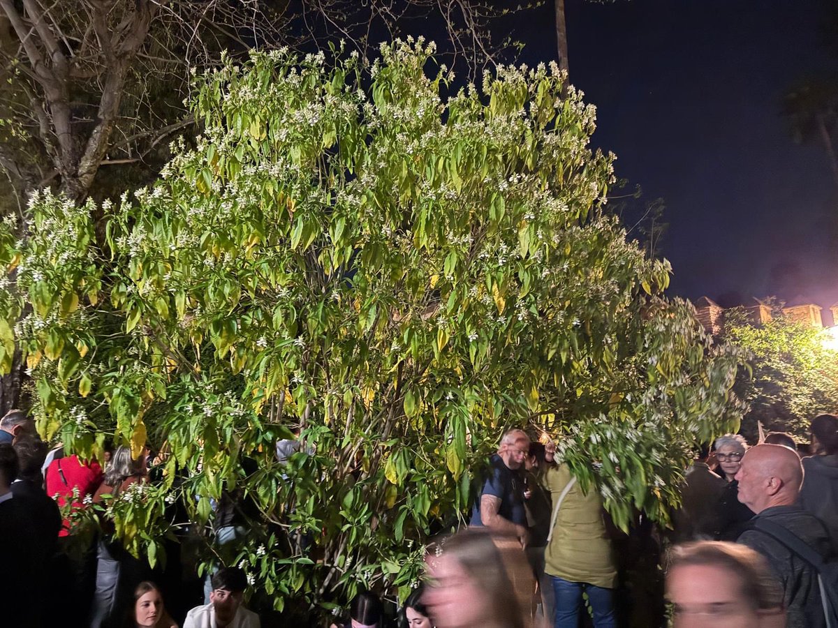 El Palquillo tweet media