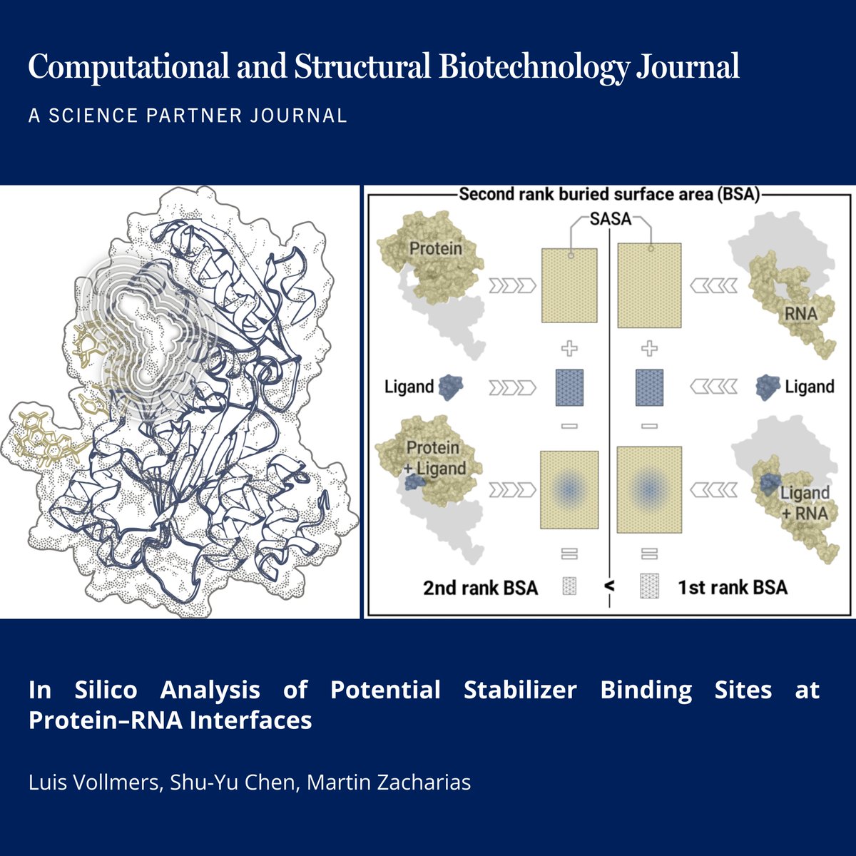 🔗 In Silico Analysis of Potential Stabilizer Binding Sites at Protein–RNA Interfaces. DOI: doi.org/10.34133/csbj.…

📚 CSBJ - A Science Partner Journal: spj.science.org/journal/csbj

<a href="/TU_Muenchen/">TU München</a> <a href="/ETH_DCHAB/">D-CHAB</a> <a href="/ETH_en/">ETH Zurich</a> <a href="/CSB_Journal/">CSBJ</a> <a href="/SPJournals/">Science Partner Journals</a> <a href="/aaas/">AAAS</a> #StructuralBiology #DrugDiscovery #RNA