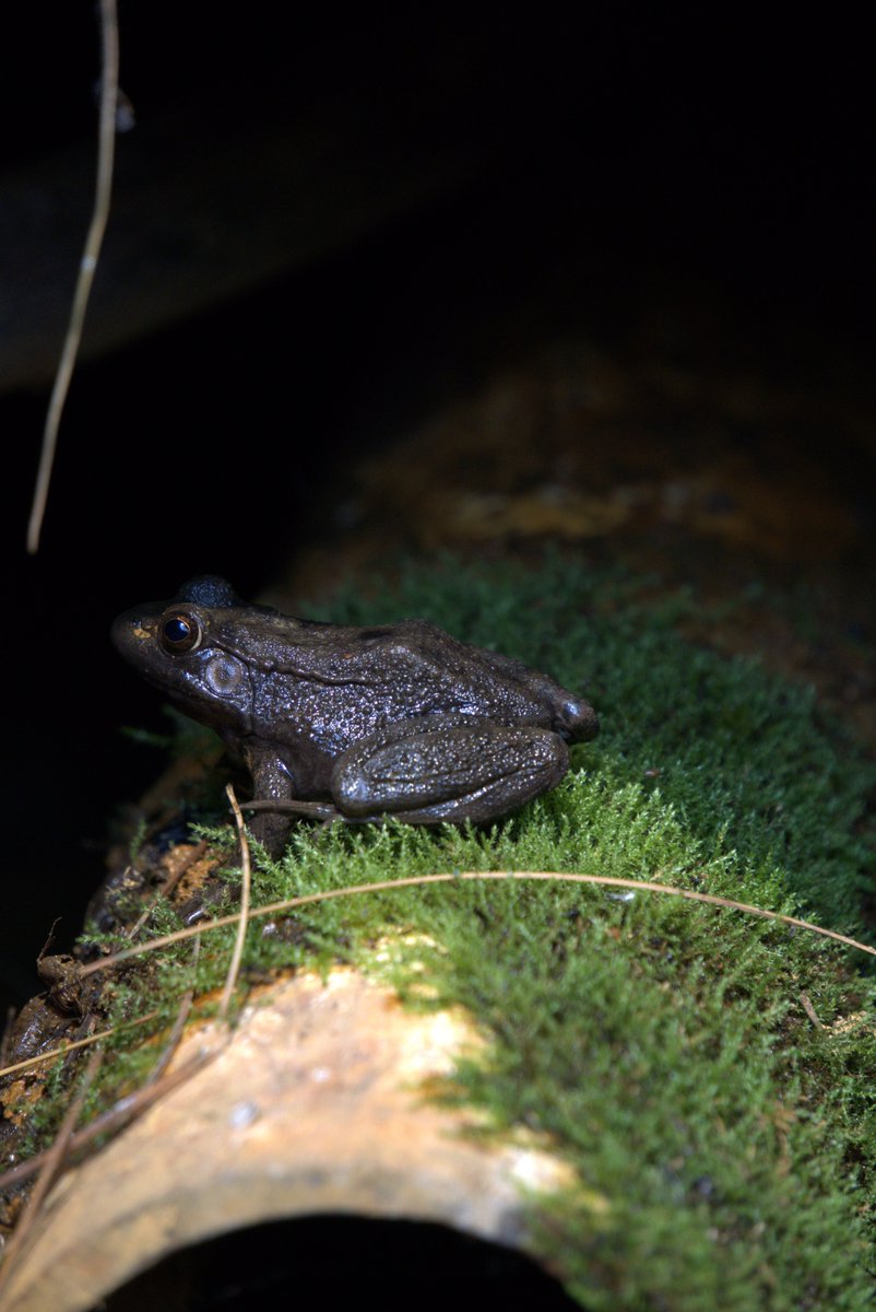 Carmen_nem tweet media