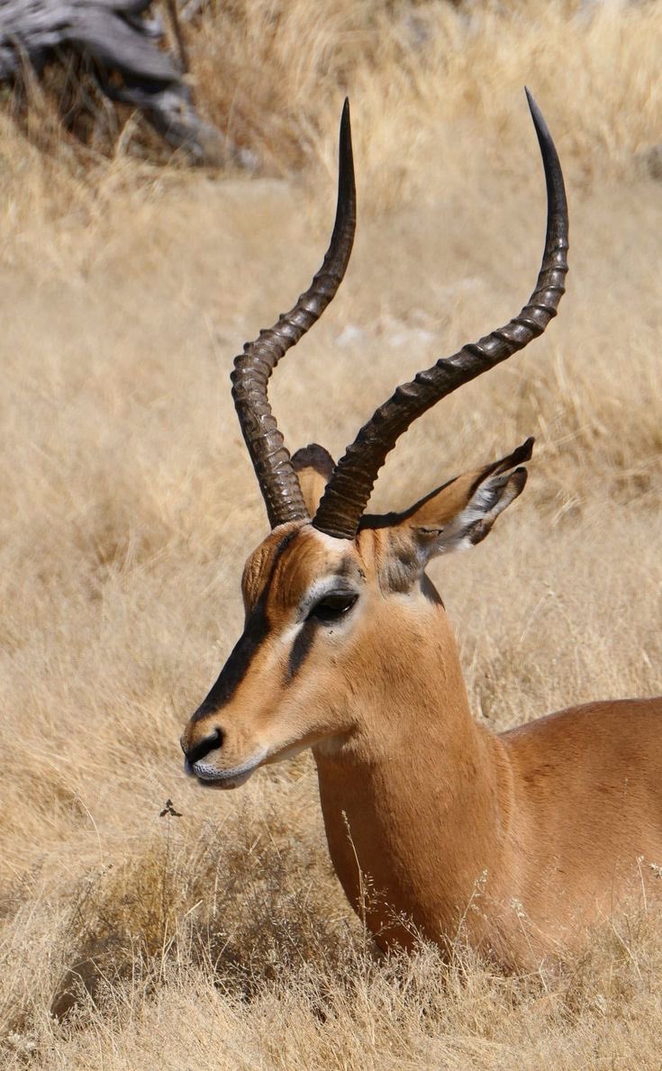 bandom as animals tweet media