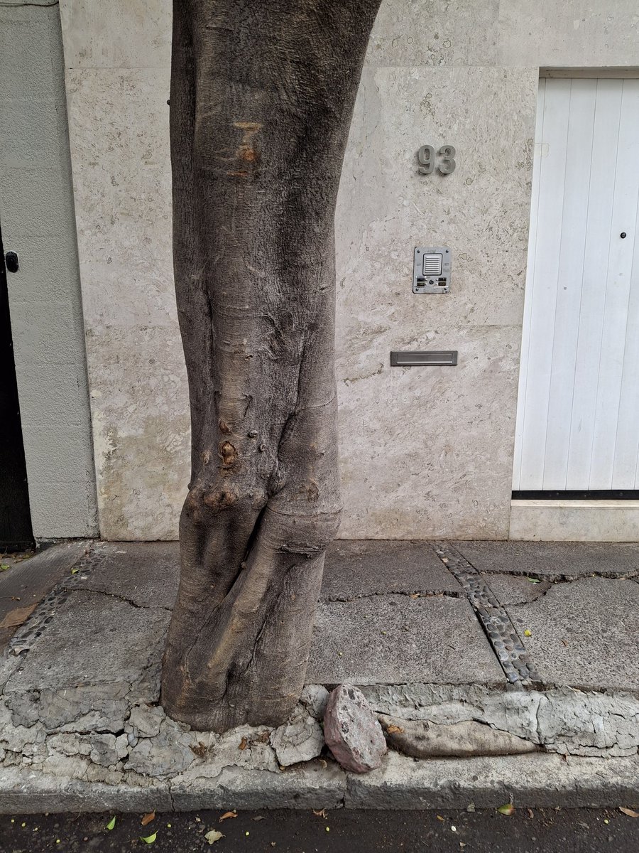 SandraB15818135's tweet photo. @fabiancorcip @AccionesBJ @BJAlcaldia Tiran y tiran arboles en San Pedro de los Pinos y no retiran los tocones ni siembran árboles.  Hasta cuándo? @PAOT. Denuncié otro y no pasó nada. Sin consecuencias para autores. https://t.co/1iKdtA0vZE