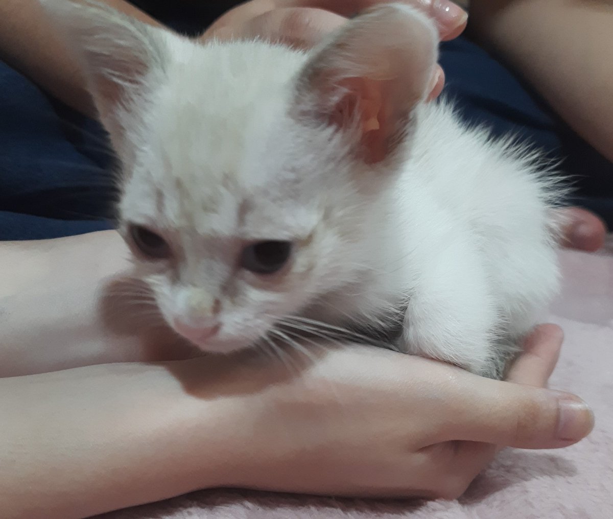 sabotagem ao contrário tweet media