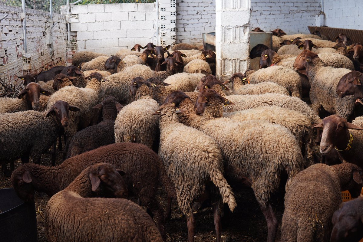 David Ortega tweet media