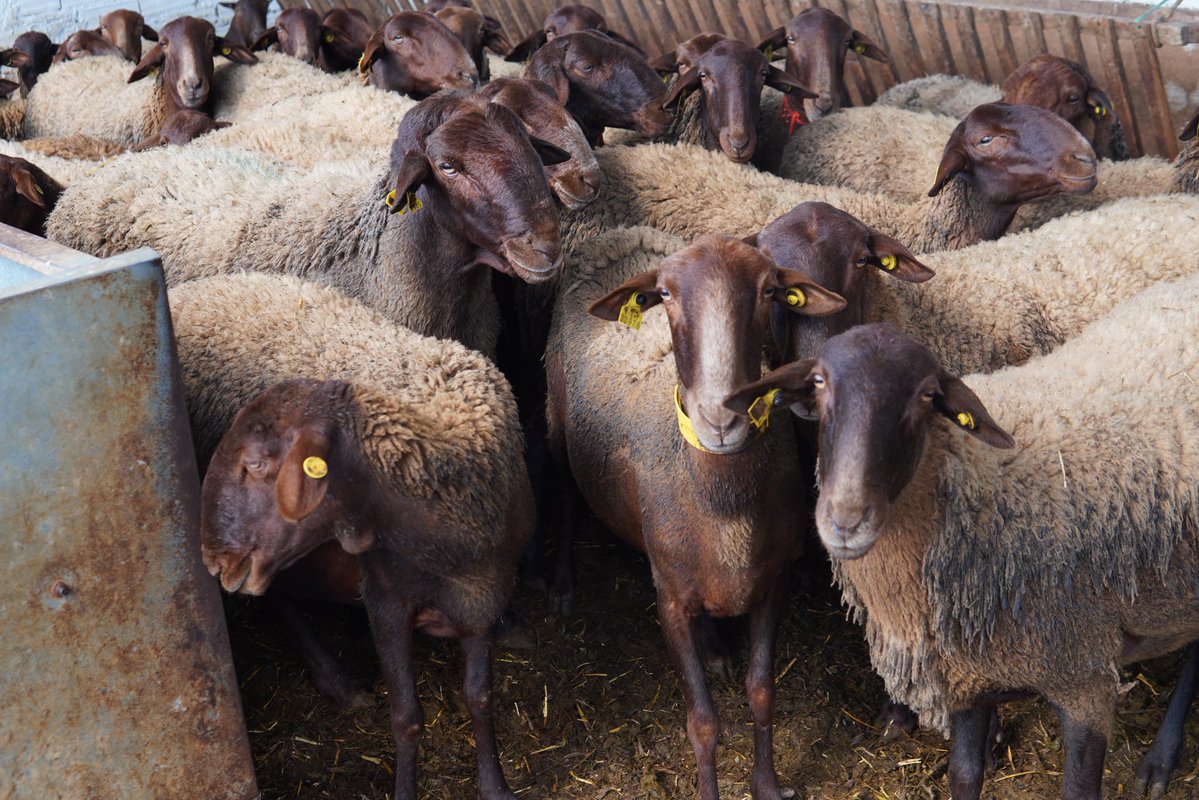 David Ortega tweet media