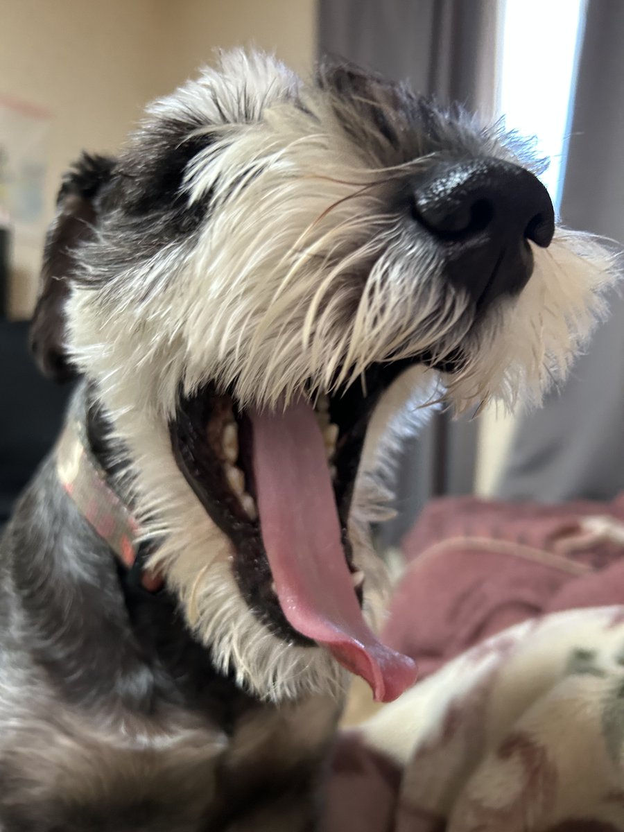 こまっち tweet media