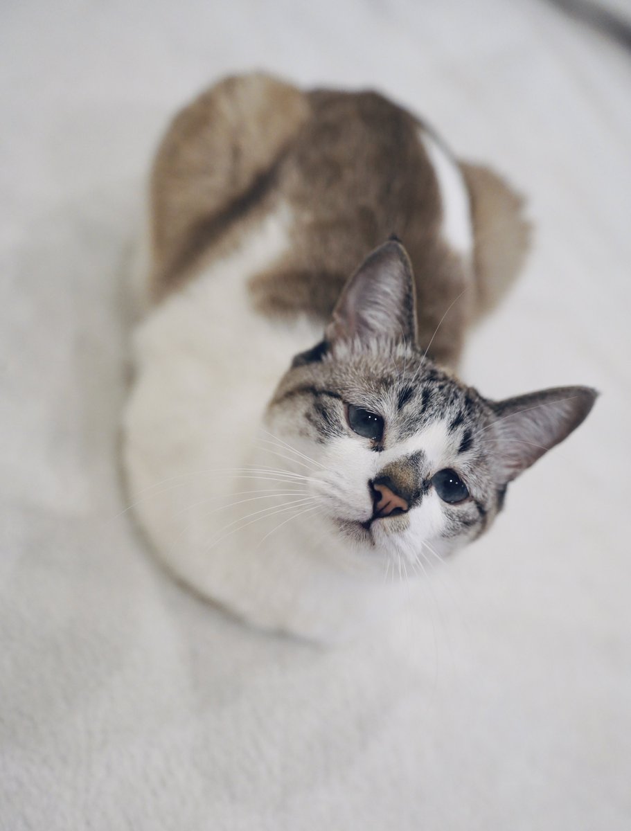 ぴえん猫ミント tweet media