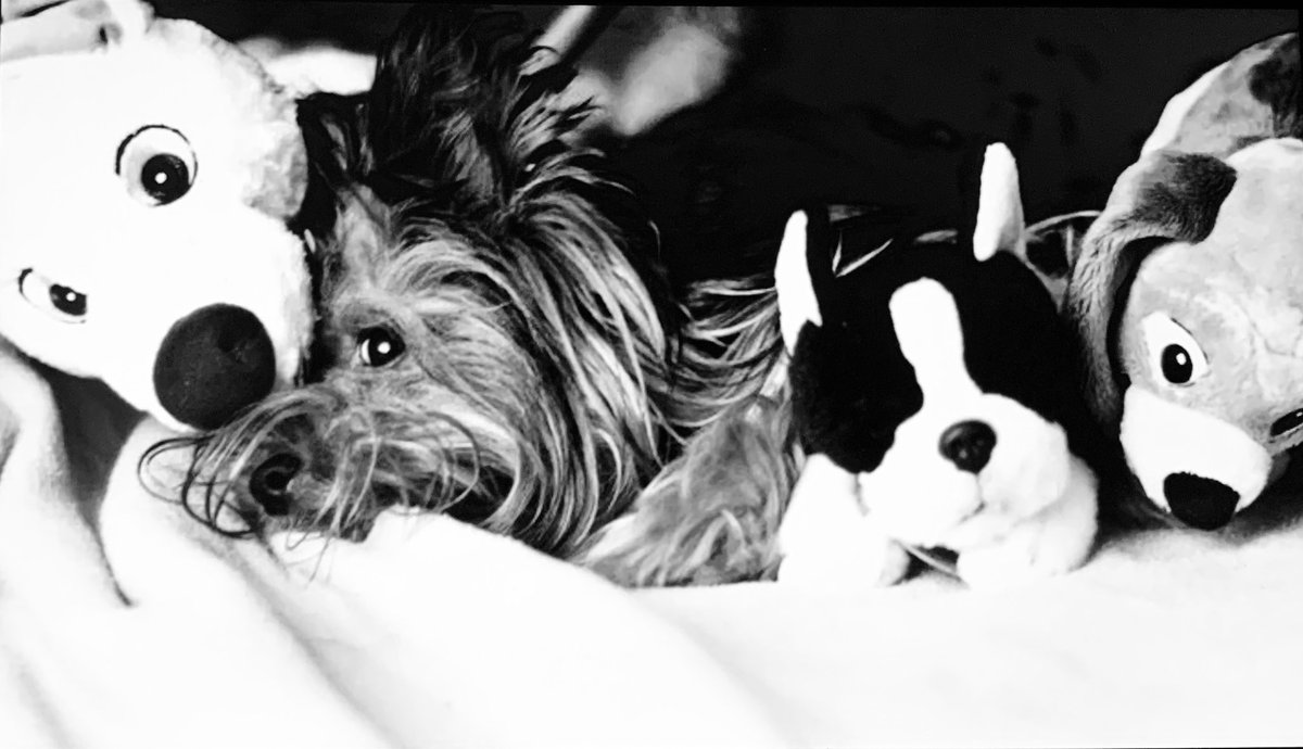 xmarq_'s tweet photo. un día como hoy nació el mejor amigo que me podía haber regalado la vida, qué pena que no fueras eterno. 🐕🪽
feliz cumpleaños panchito (te sigo extrañando año tras año) https://t.co/5LPAkbKoBk