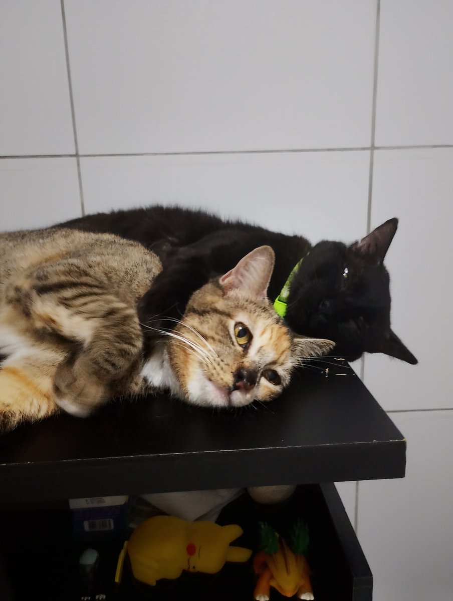 arecsuuu tweet media