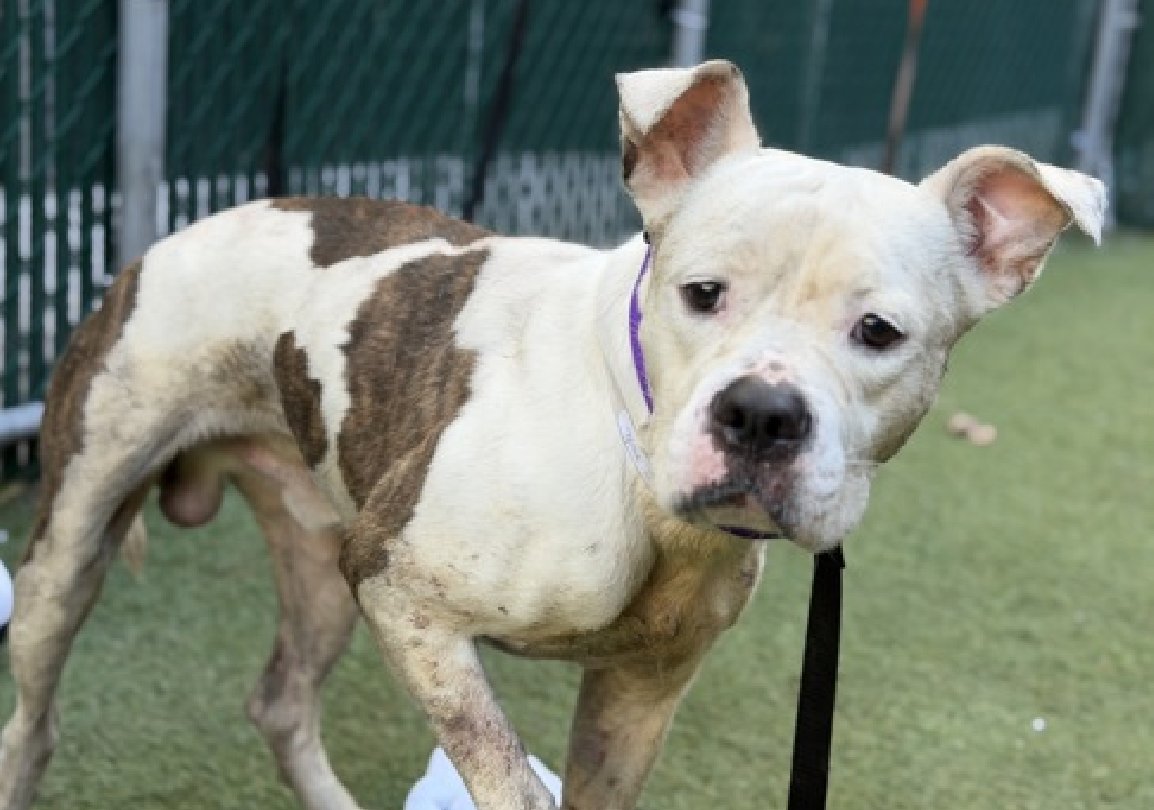 Julie🌻🐾 tweet media