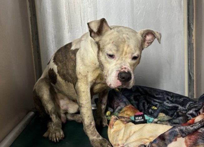 Julie🌻🐾 tweet media