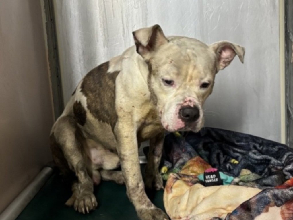 Morgan Fairchild's Dogs tweet media