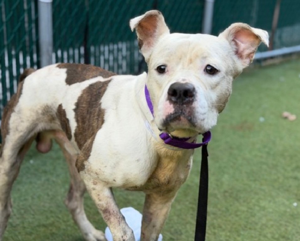 Morgan Fairchild's Dogs tweet media