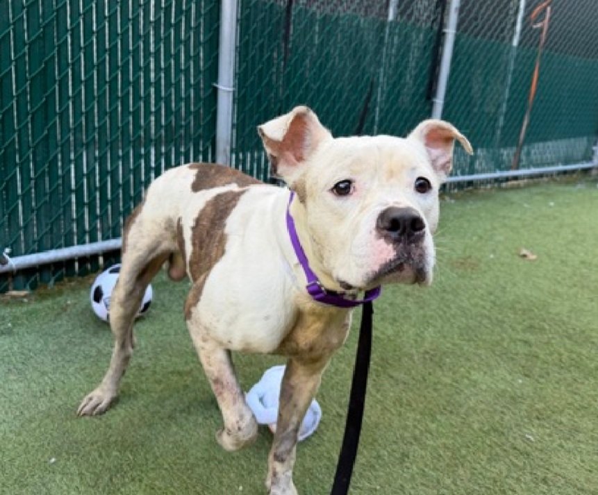 Morgan Fairchild's Dogs tweet media