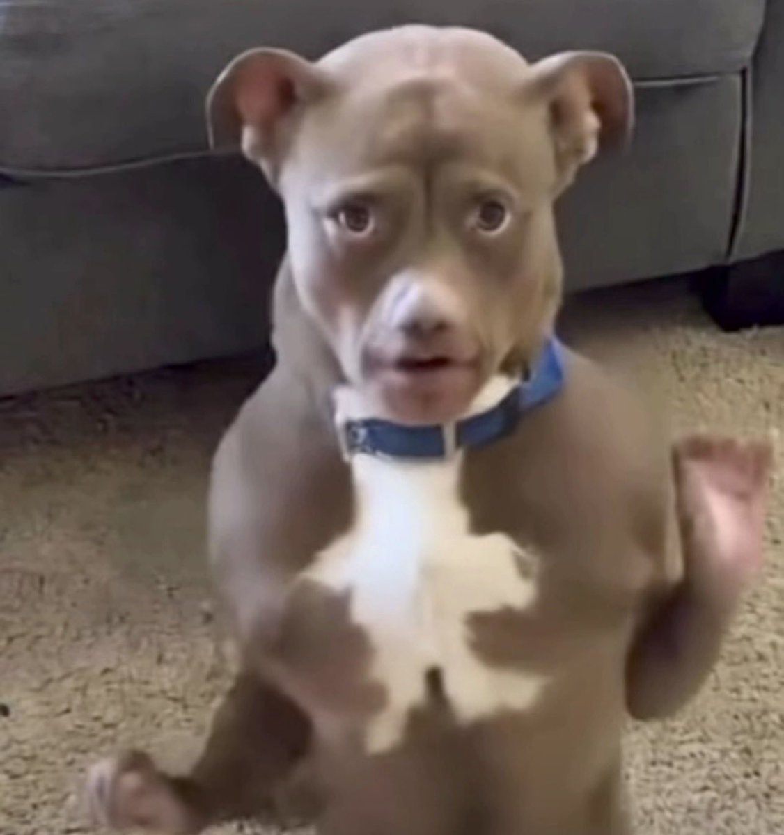 Mi viu OASIS 2x e é TETRACAMPEÃ CDB tweet media