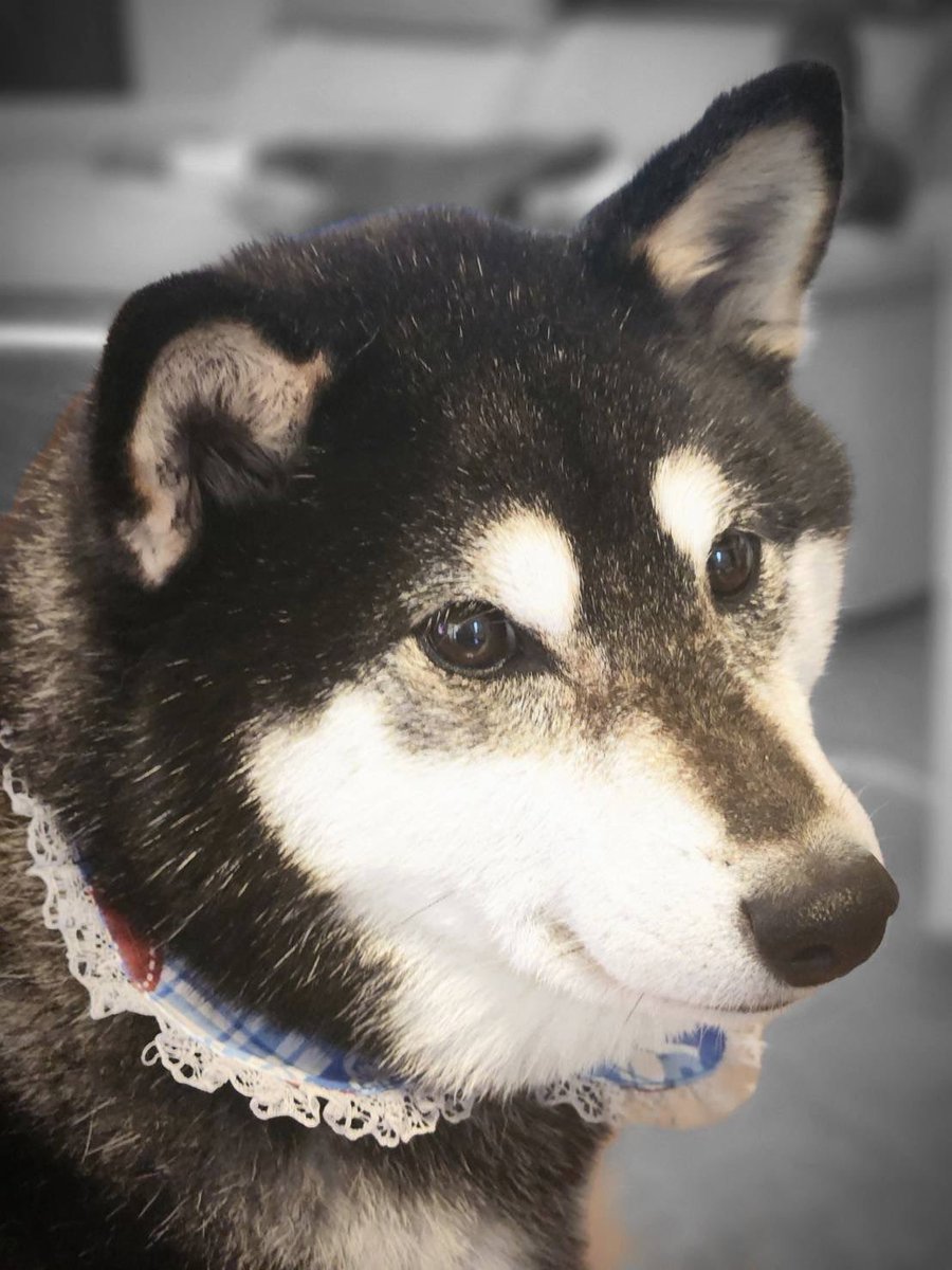 青い薔薇 tweet media