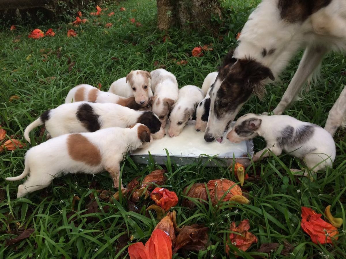 Borzoibot tweet media