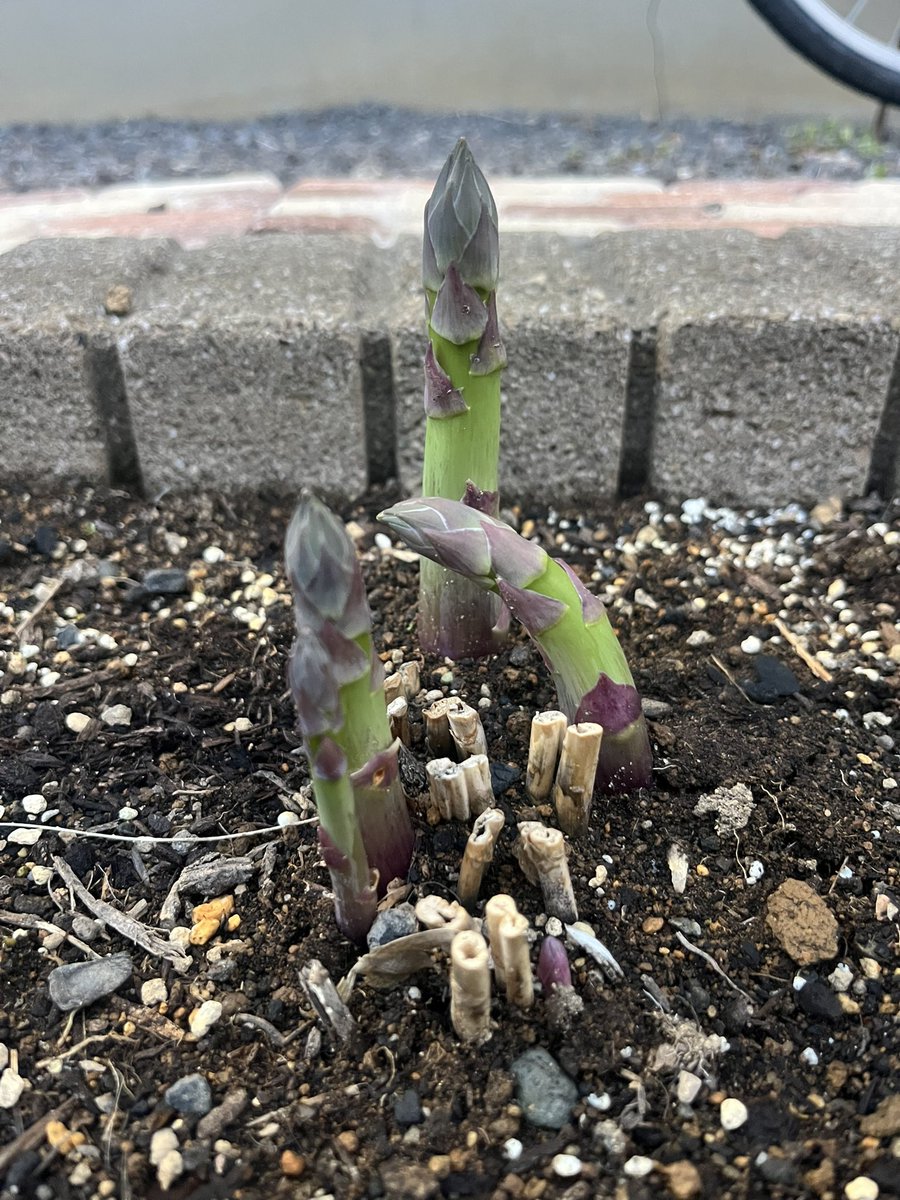 マッチボックス tweet media