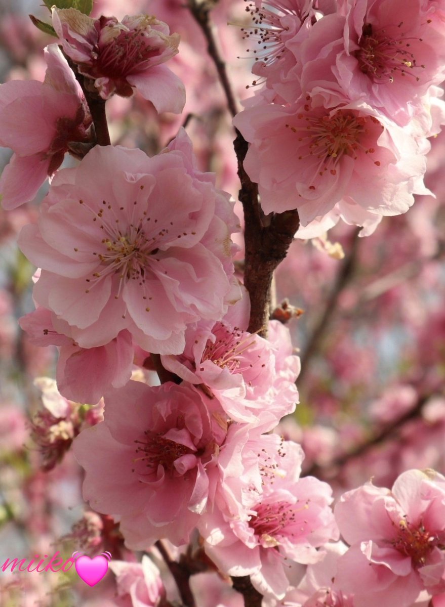 みいこ🍀🐞 tweet media