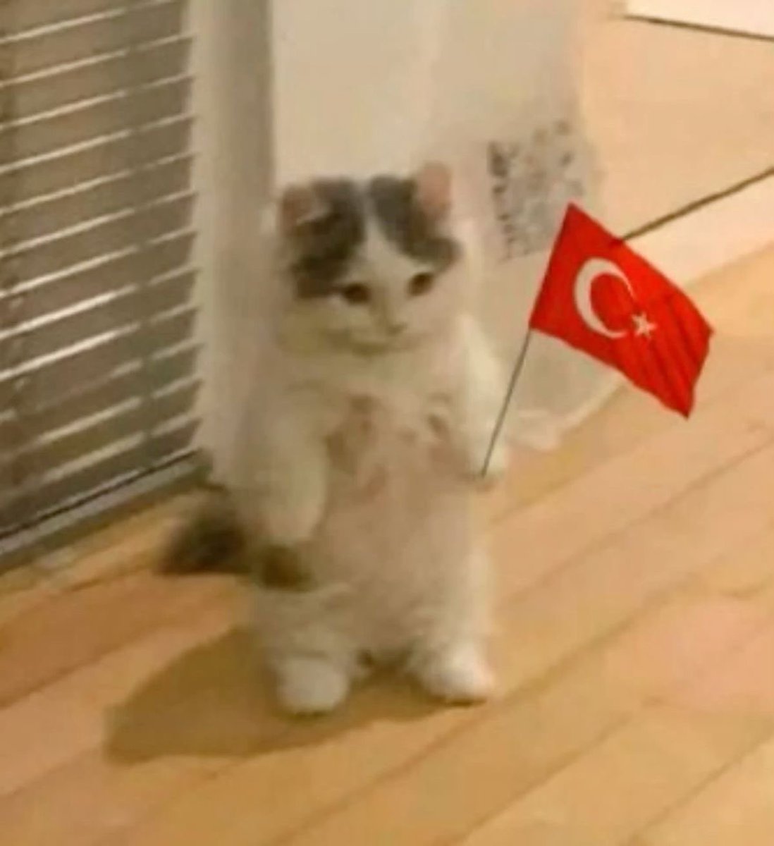 𝐾𝑎𝑟𝑑𝑒𝑙𝑒𝑛 🌺🧚🏼‍♀️ tweet media