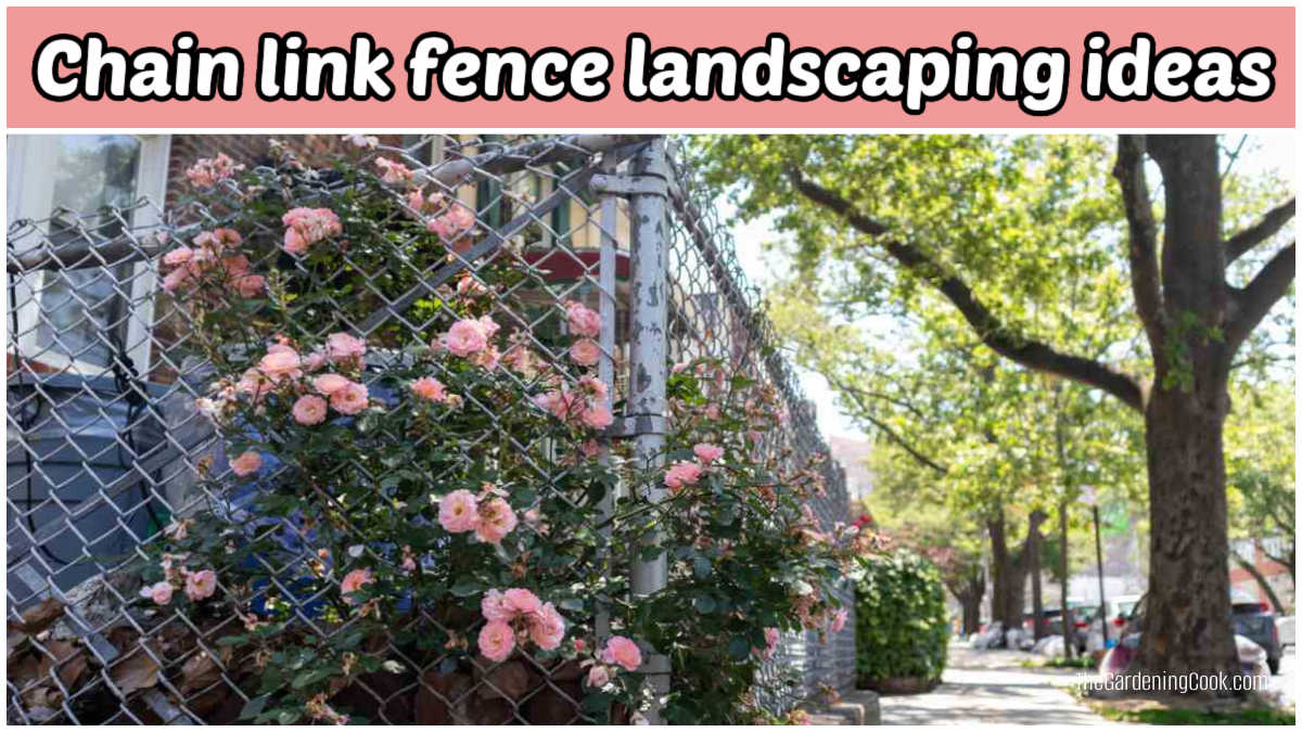 agardeningcook's tweet image. Turn that chain link fence into a beautiful garden feature 🌿✨Discover the best plants for privacy, color, and year-round interest—plus easy landscaping ideas to transform your fence line 🌸🌼#Gardening #Landscaping #GardenDesign… thegardeningcook.com/hiding-chain-l… via @agardeningcook