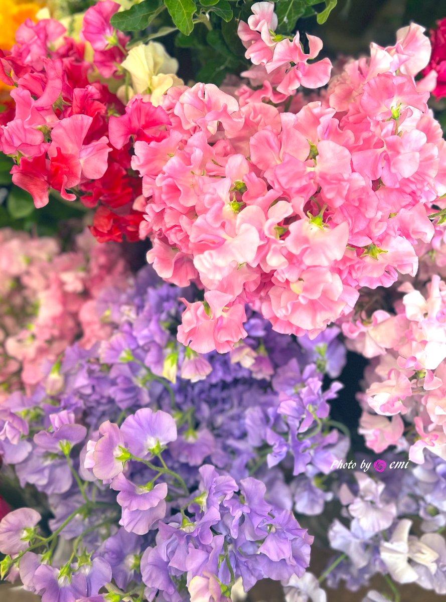 えみ🌸✨優しい繋がりいつもありがとう(* ᴗ͈ˬᴗ͈)🌸 tweet media