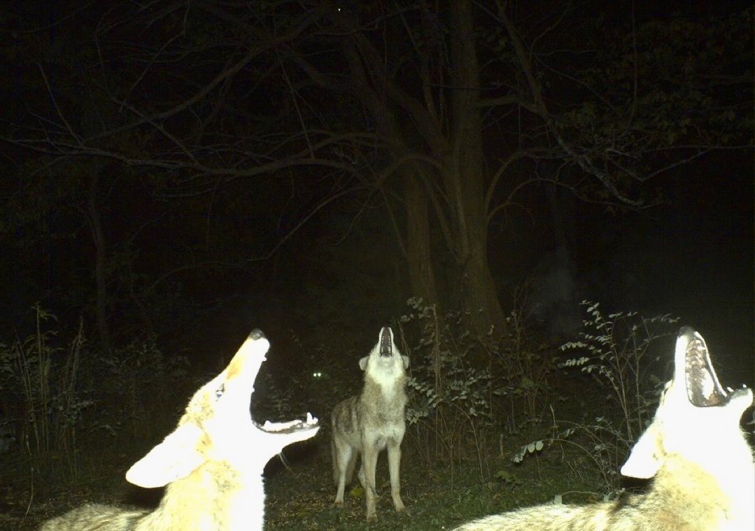 NE MUTLU TÜRKÜÜÜÜÜÜÜM DİYENEE LAAAAN