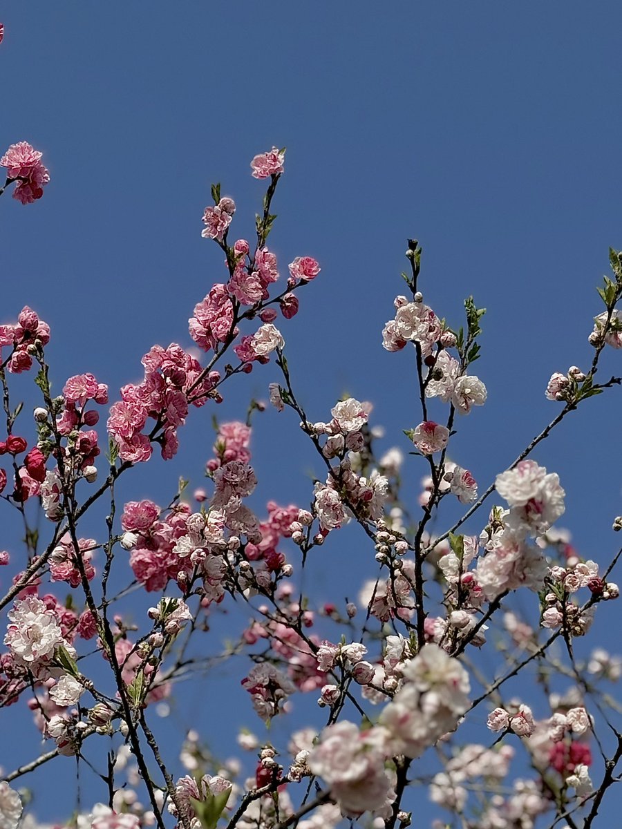 眠れぬ羊 tweet media