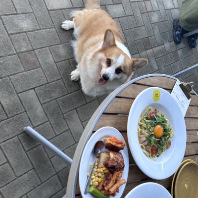 genthecorgi's tweet photo. #新しいプロフィール画像 https://t.co/Oq4wbLyxbw