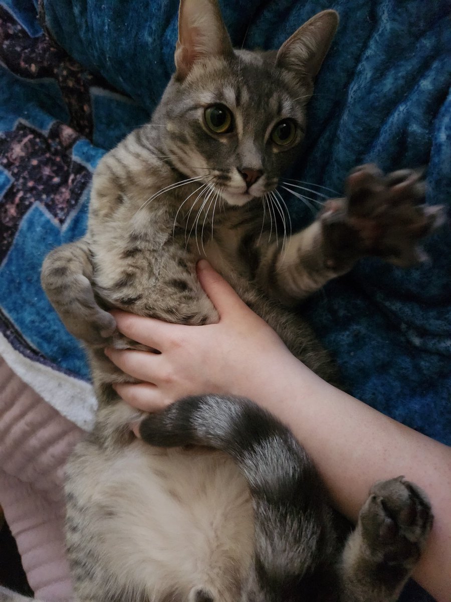 lentil & bowser 🩶 walter & bonkers 🌈 tweet media