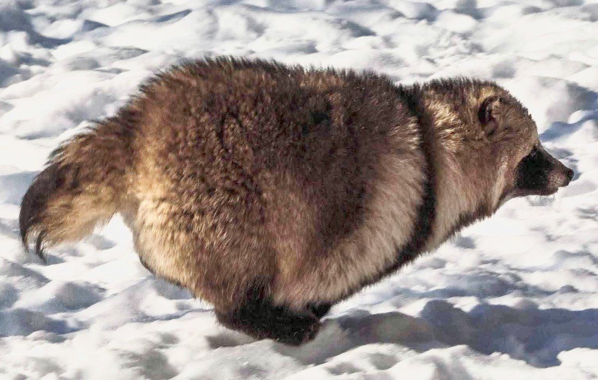 狐仙人乃弟子 トコノ オルタ tweet media