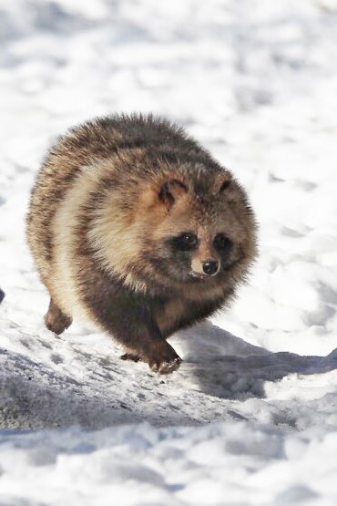 狐仙人乃弟子 トコノ オルタ tweet media