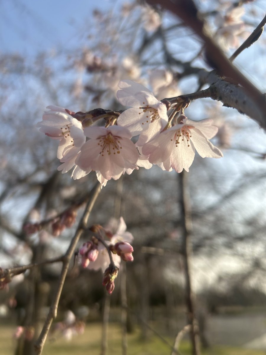 ミリオン tweet media