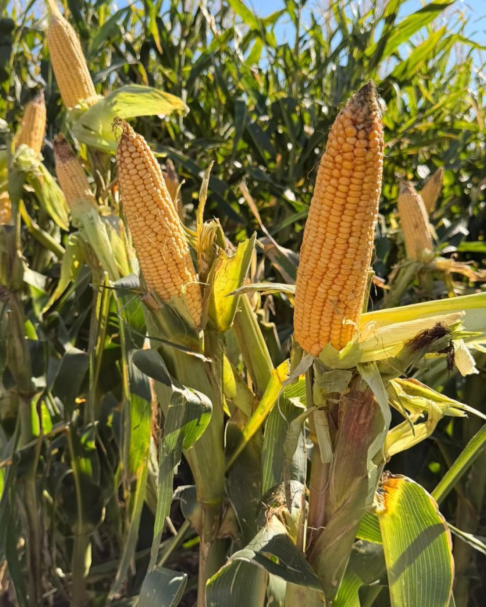 Criadero El Cencerro tweet media