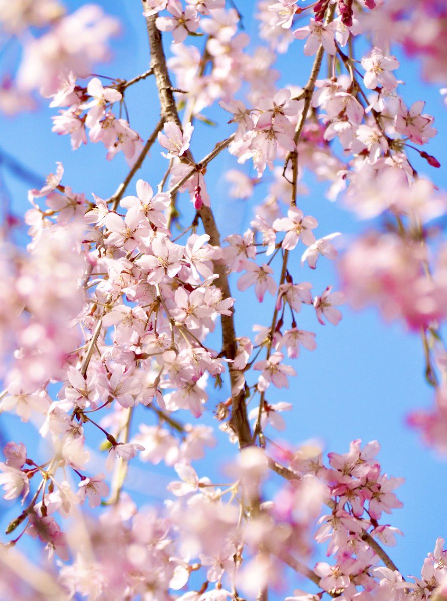 いちりん🌼💐 tweet media