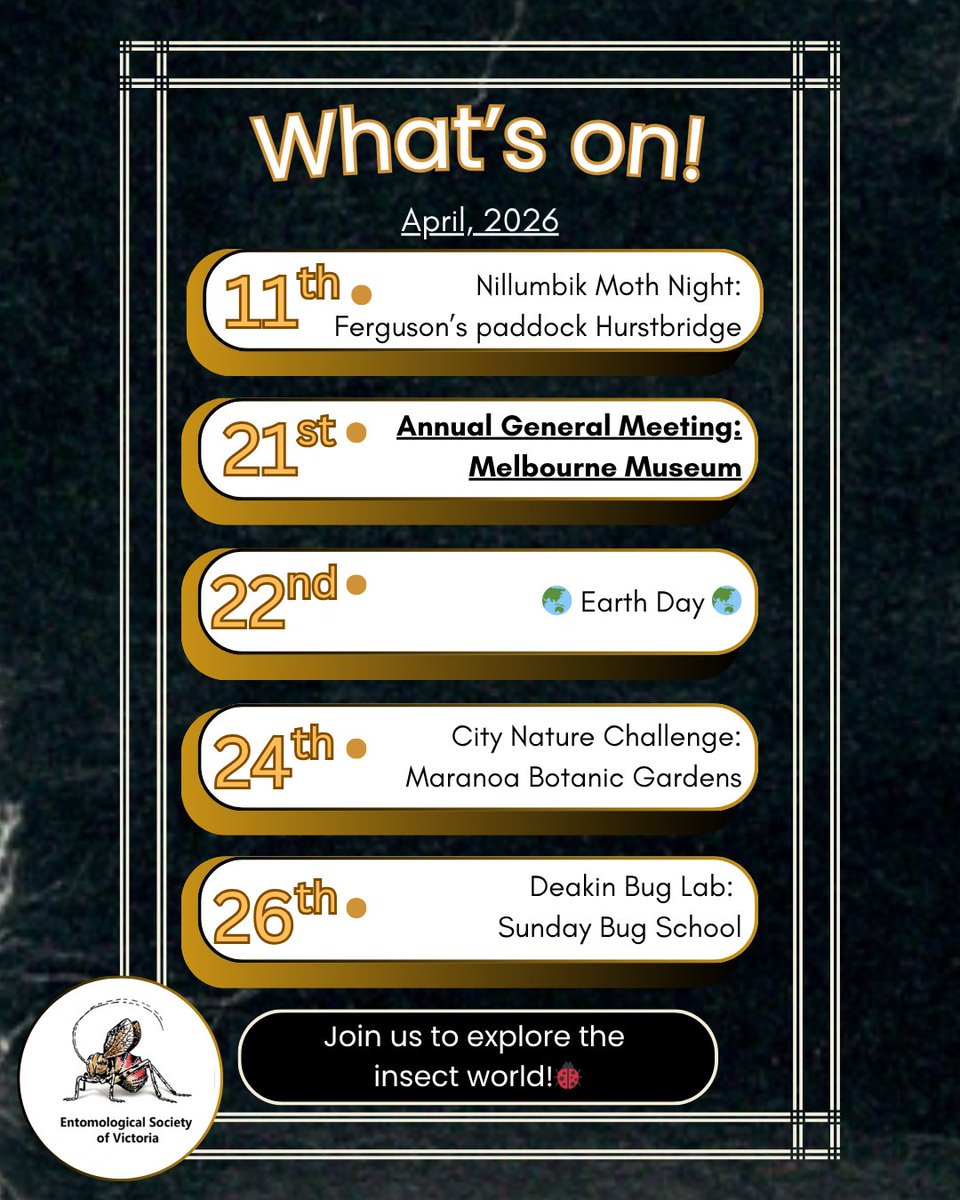 EntSocVic's tweet photo. 🐛🪰 April Highlights 🪰🐛
🦋 Citizen science nights:
• Nillumbik Spider &amp; Moth Night (11th)
• Booroondara City Nature Challenge (24th)
🌿 AGM (21st) – become a member &amp; have your say
🌏 Earth Day (22nd)
🔬 Deakin Bug School (26th)
More info &amp; tickets 👇
https://t.co/S6bZnWDJIM https://t.co/G5XI3UzMU0