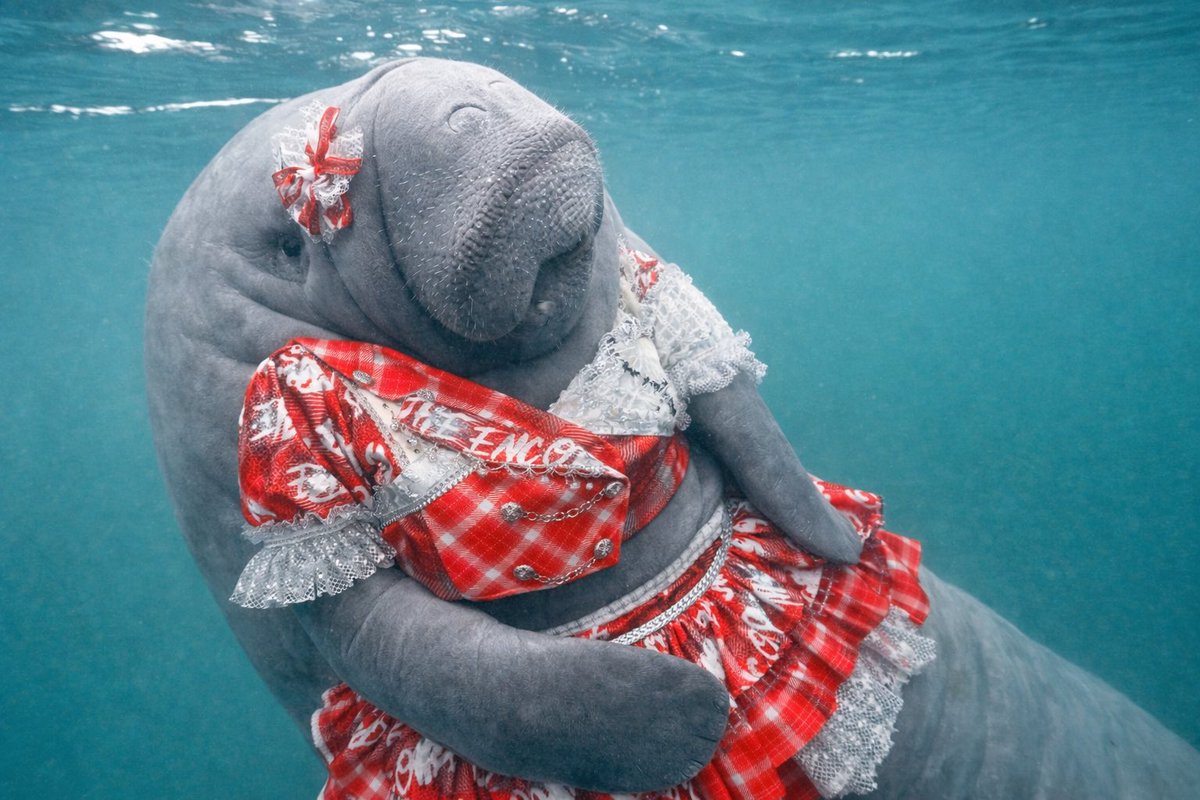 マナティー(藤木愛)@THE ENCORE🥬 tweet media