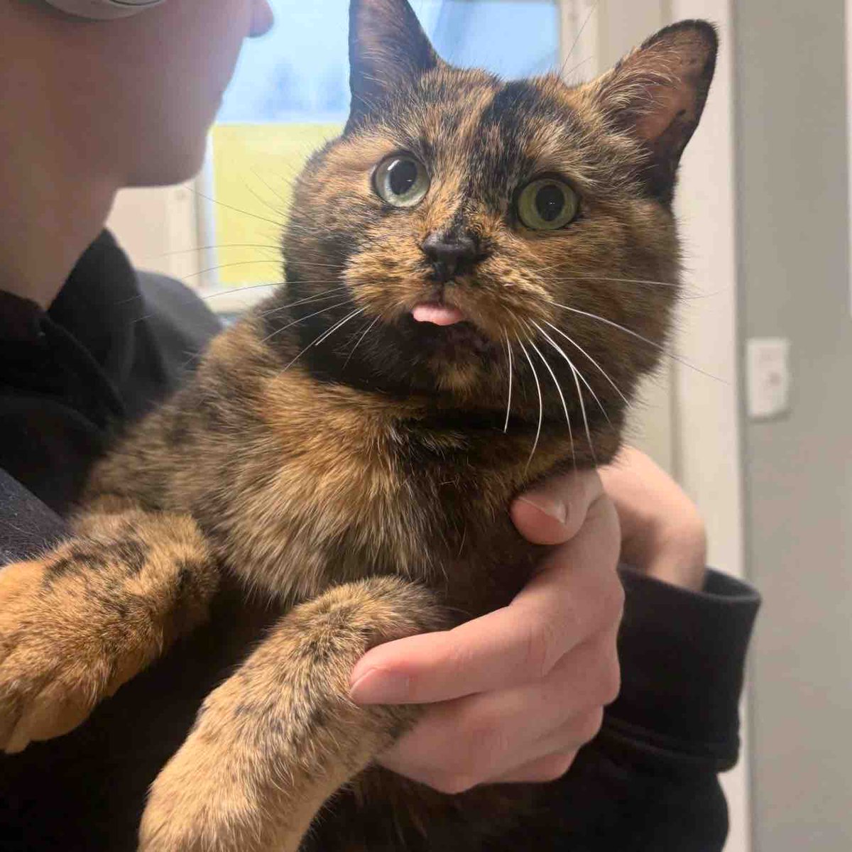 Love Meow tweet media