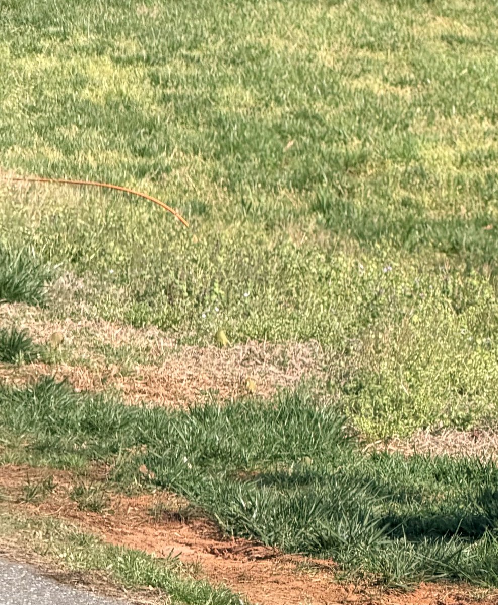 samp1961's tweet photo. Hey @GetSpectrum @Ask_Spectrum !  Would you send someone to bury your extension cord please?  Next time try duct tape to fix cable!  BTW it’s been like this for two months and your hickory nc office is useless. https://t.co/VuxeInAN3g