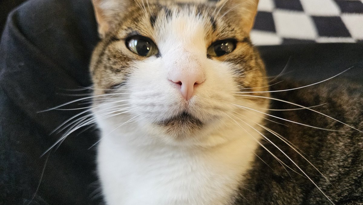 Pirate Software tweet media