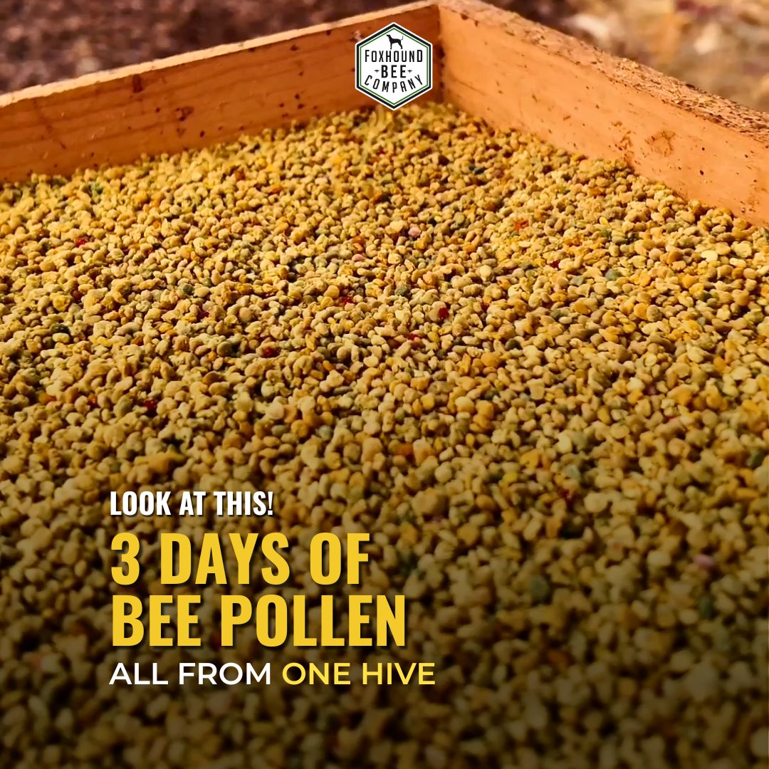 FoxhoundBeeCo's tweet image. 3 days. One hive. Each color tells a story about where they’ve been foraging. 🐝 

See how much pollen the bees have brought in in just a few days in this video: bit.ly/4tdqsXU

Did you expect them to gather this much? #foxhoundbeeco #beekeeping #bees #pollen #beepollen