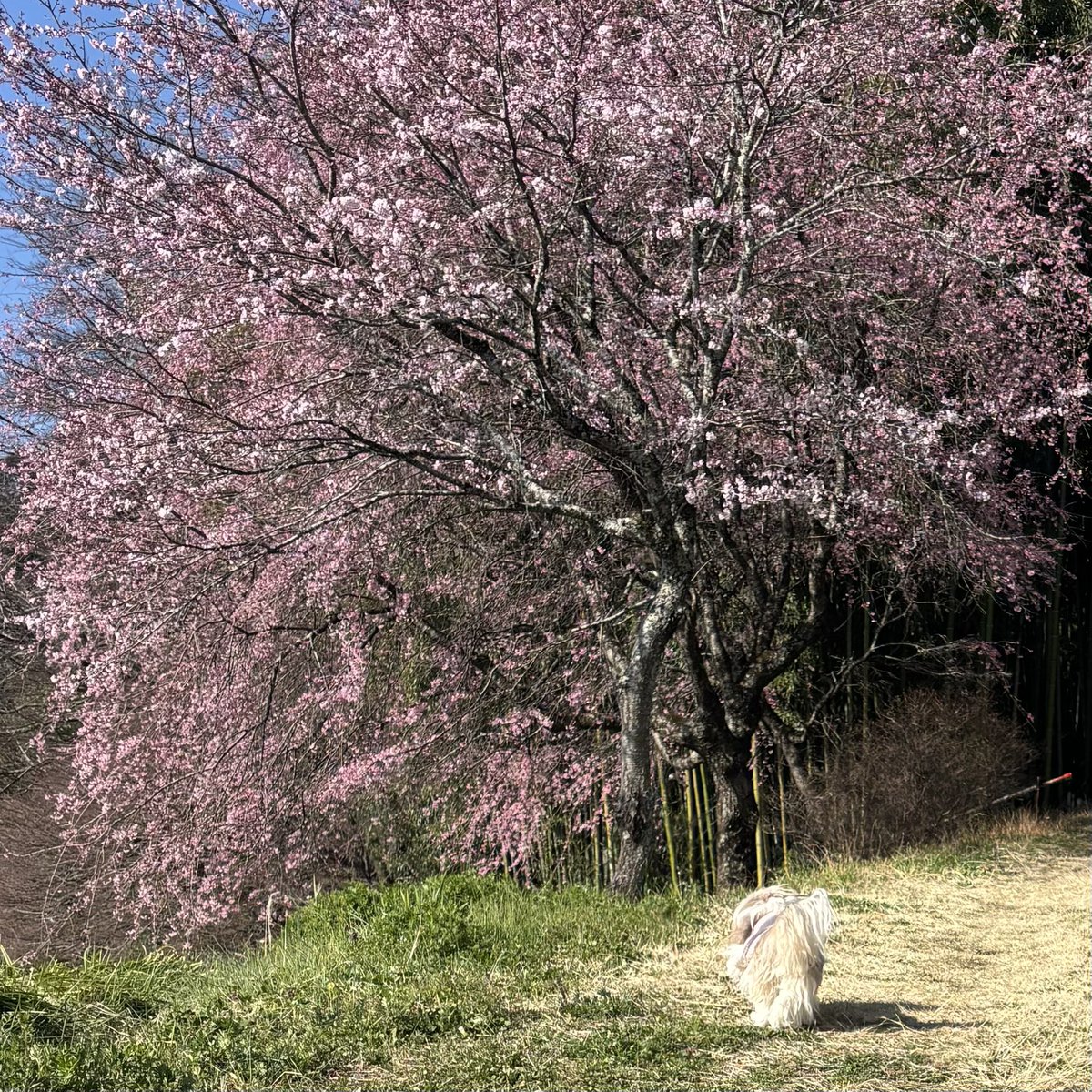 おにまん🐶💕 tweet media