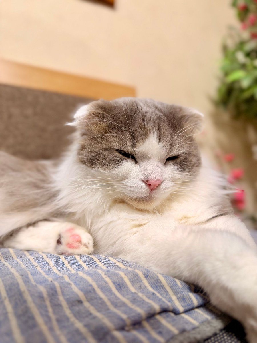 現場猫うたにゃん tweet media