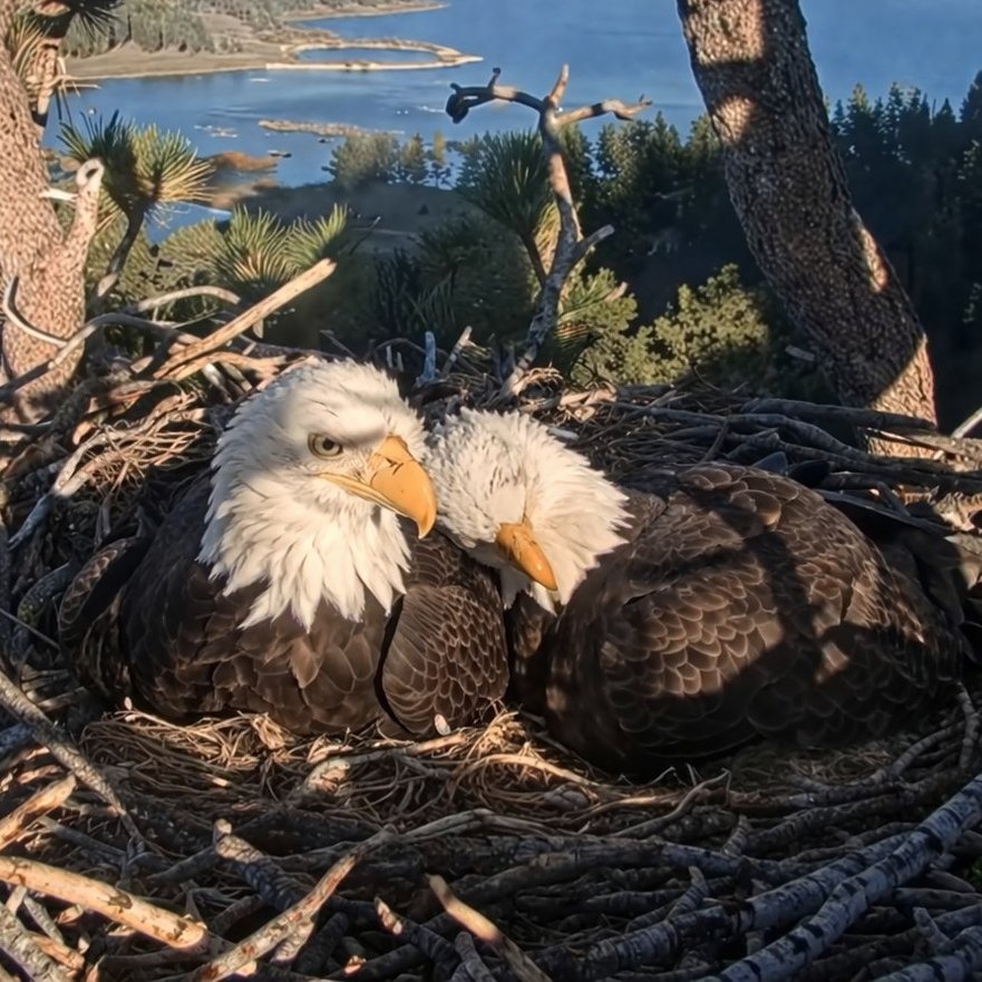 Consulting Writer tweet media