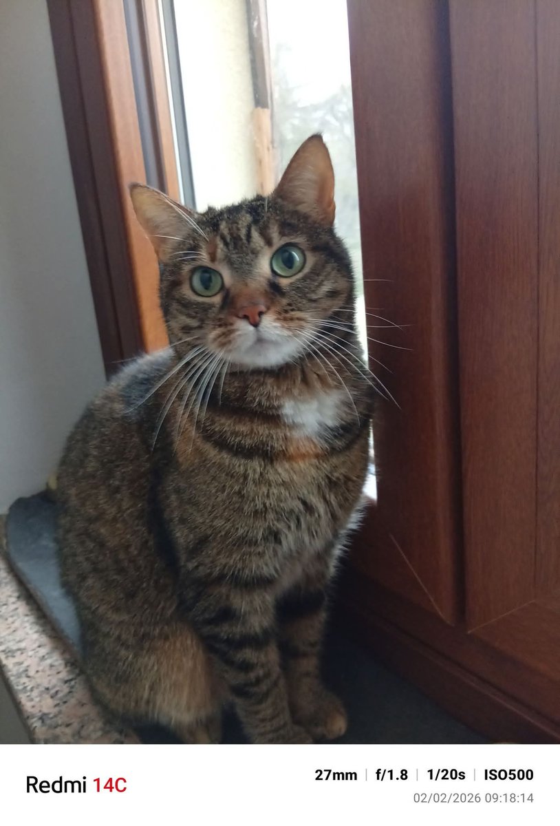 Questa gattina si chiama Nina.E si è perso proprio vicino alla stazione.È uscita di casa come al solito e torna sempre,ma da sabato non si vede più.Non so se qualcuno l'abbia vista. Ve ne sarei molto grata.Lei fa parte della mia famiglia,per favore,se qualcuno l'ha vista,