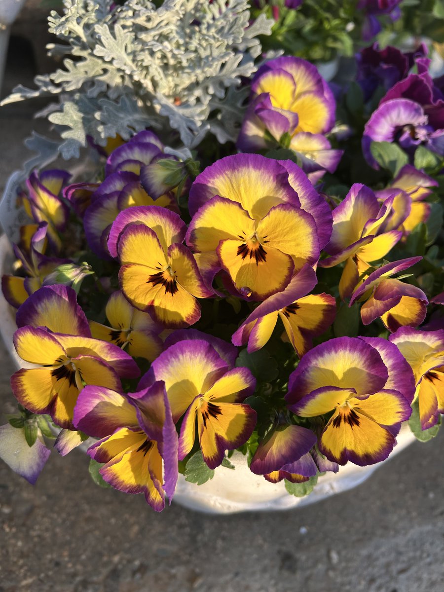 カロリー tweet media