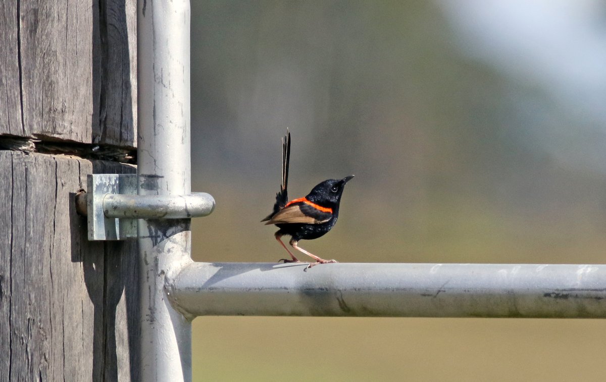 Sandy Horne tweet media