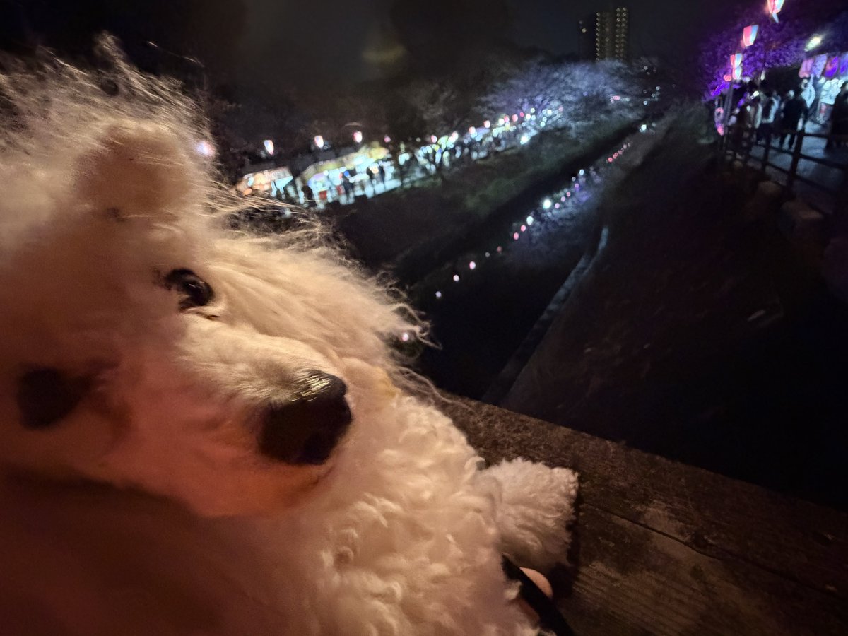 ふぉくす♪ @エッオー！🫛🦊🎩🎷⛄️GT tweet media