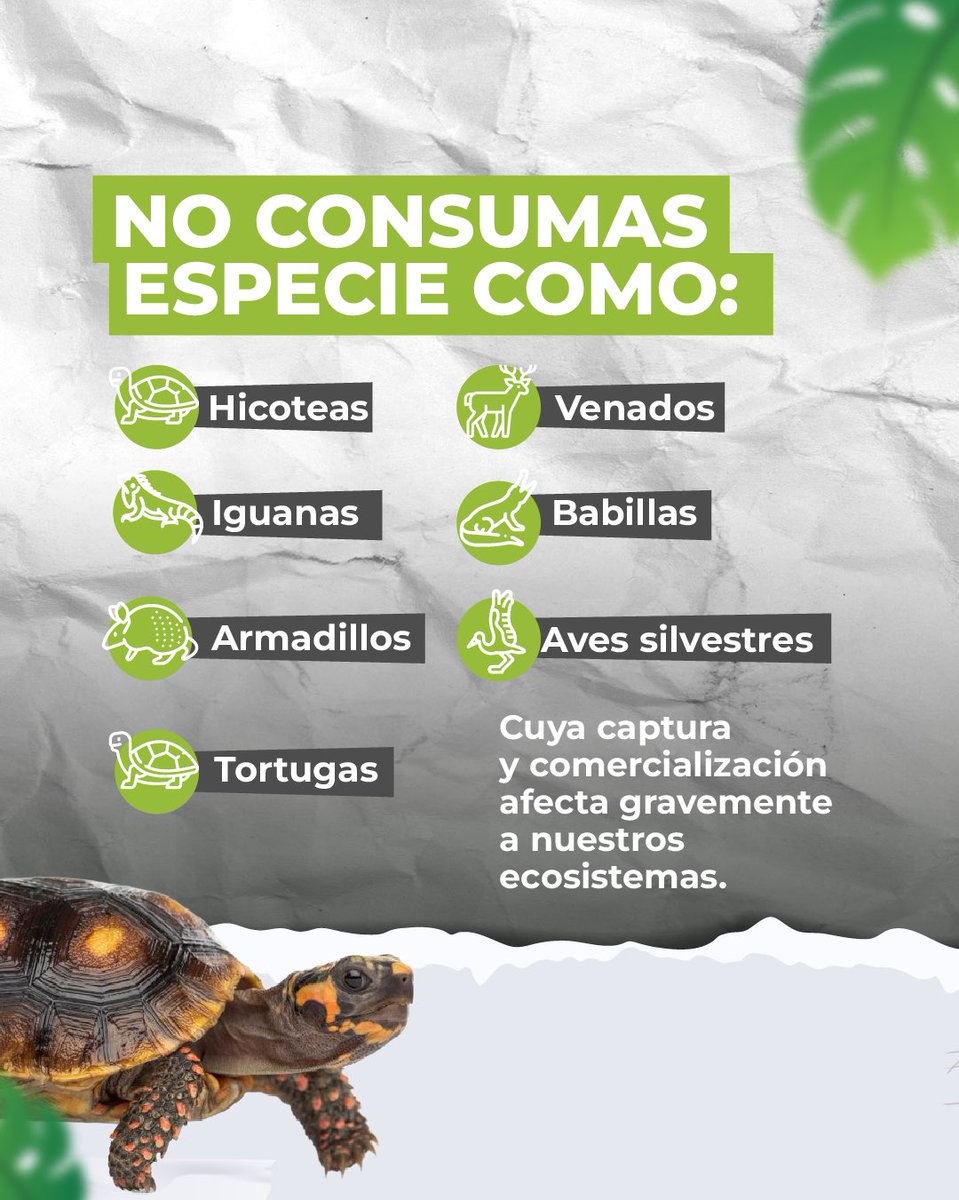 Corpocesar tweet media