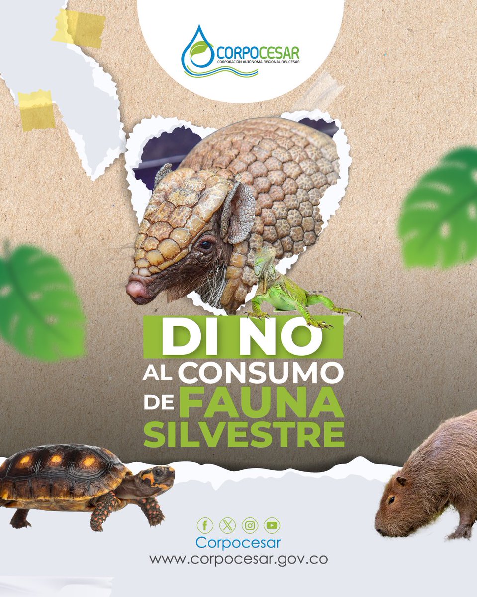 Corpocesar tweet media